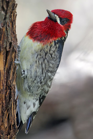 Red-breasted Sapsucker
