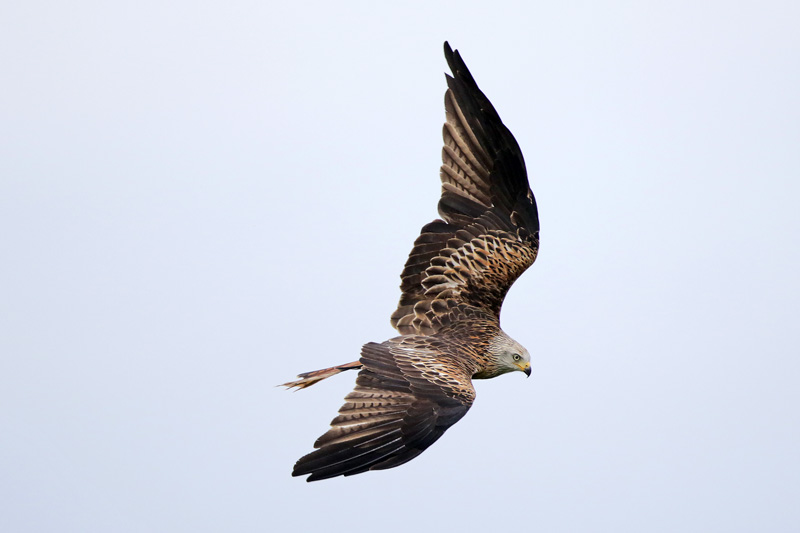 Red Kite