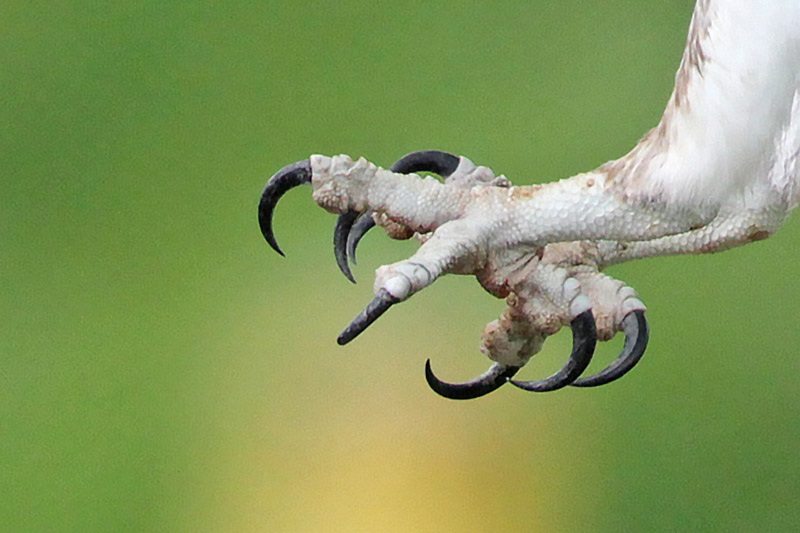 Osprey