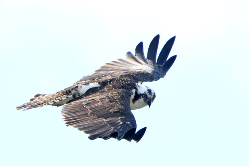 Osprey