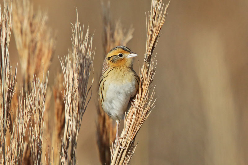 Le Conte's Sparrow