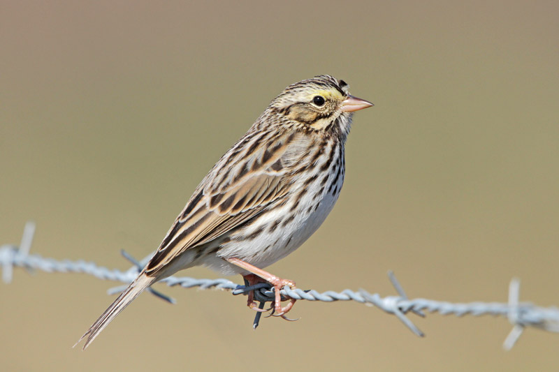Savannah Sparrow