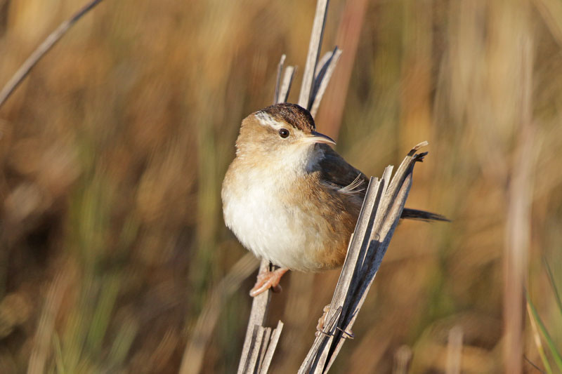 Sedge Wren