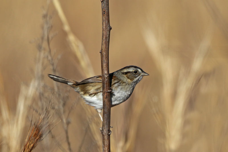 Swamp Sparrow