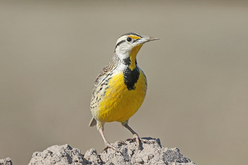 Eastern Meadowlark