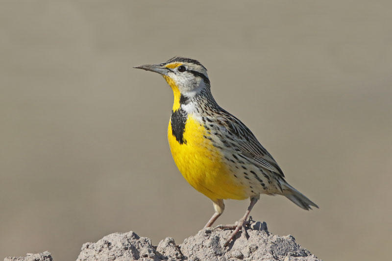 Eastern Meadowlark