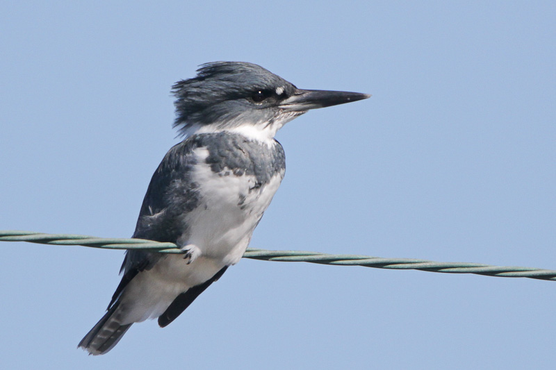 Belted Kingfisher
