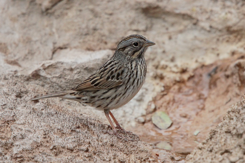 Lincoln's Sparrow