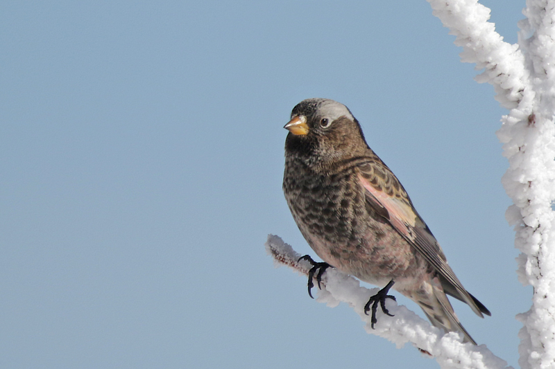 Black Rosy-Finch