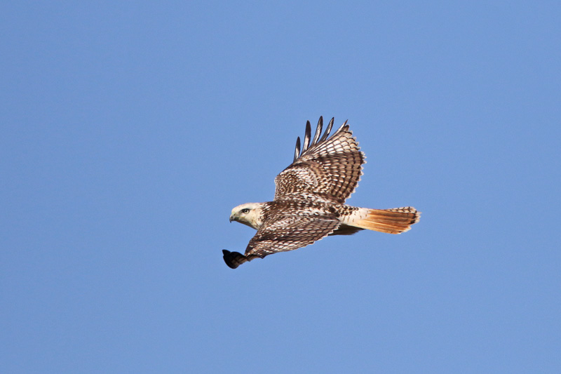 Red-tailed-Hawk (Krider's)