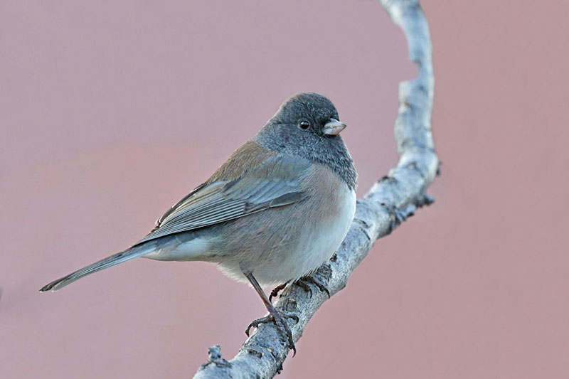 Dark-eyed Junco (Oregon)