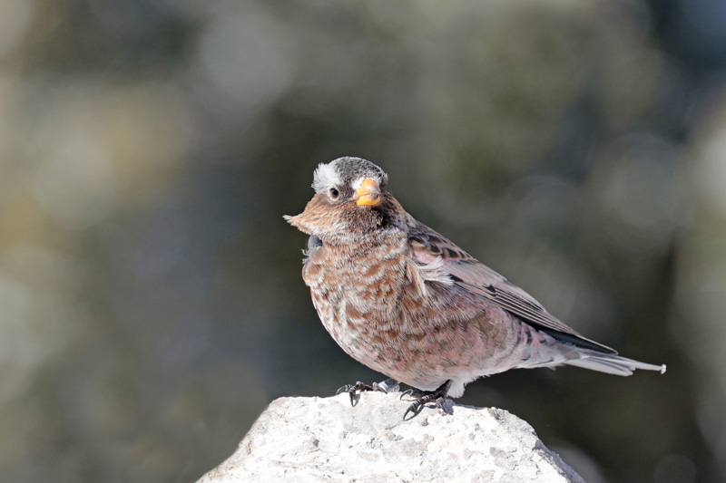 Gray-crowned Rosy-Finch