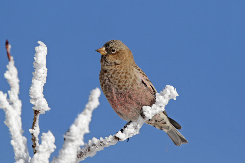 Brown-capped Rosy-Finch