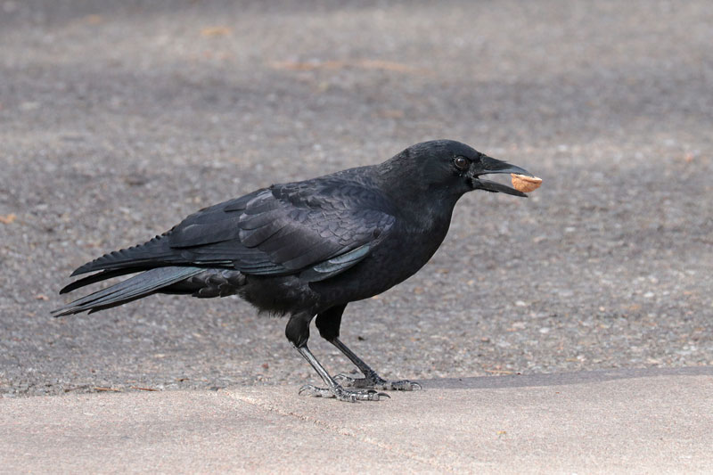 American Crow