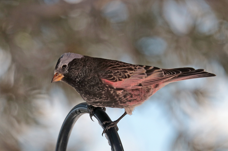 Black Rosy-Finch