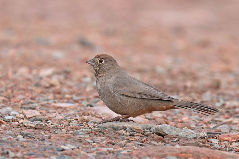 Canyon Towhee