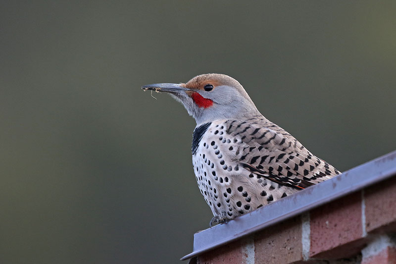 Northern Flicker
