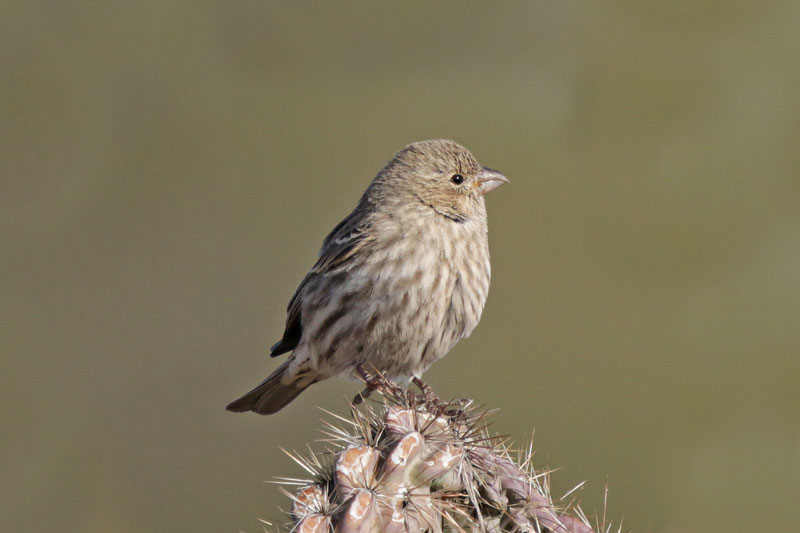 House Finch