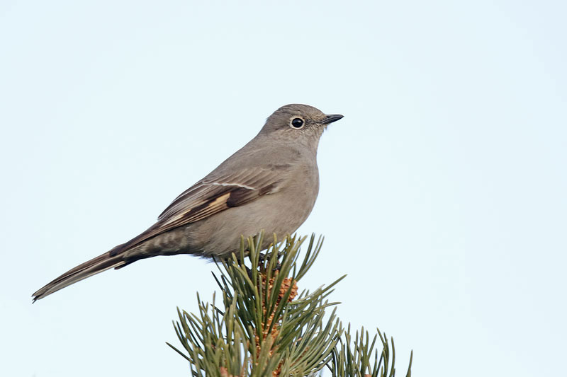 Townsend Solitaire