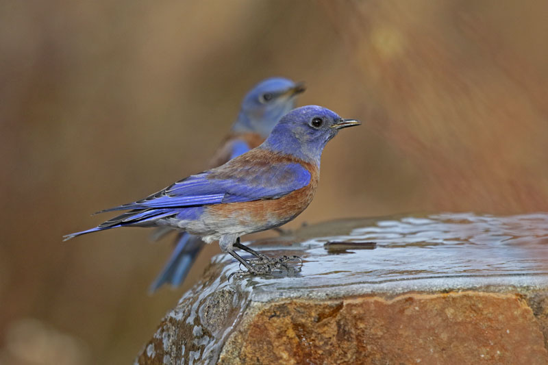 Western Bluebird
