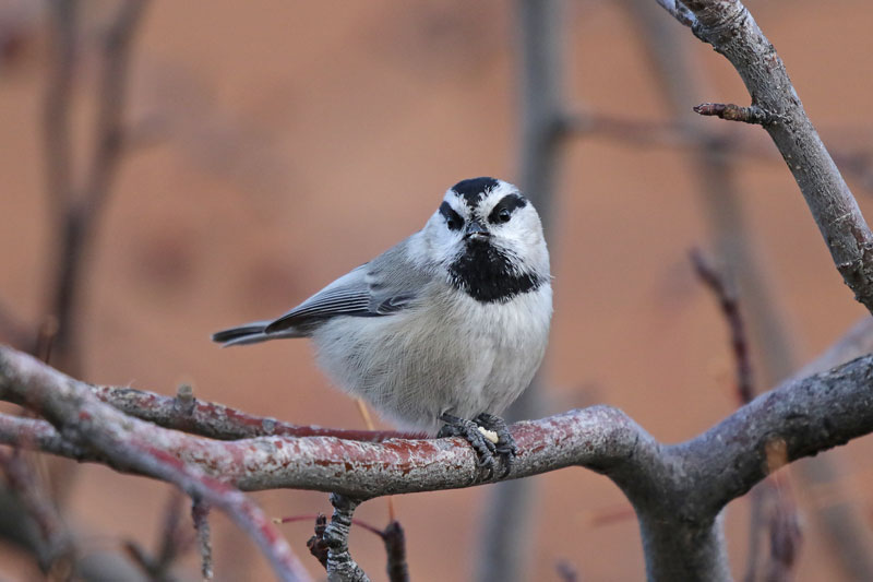 Mountain Chickadee