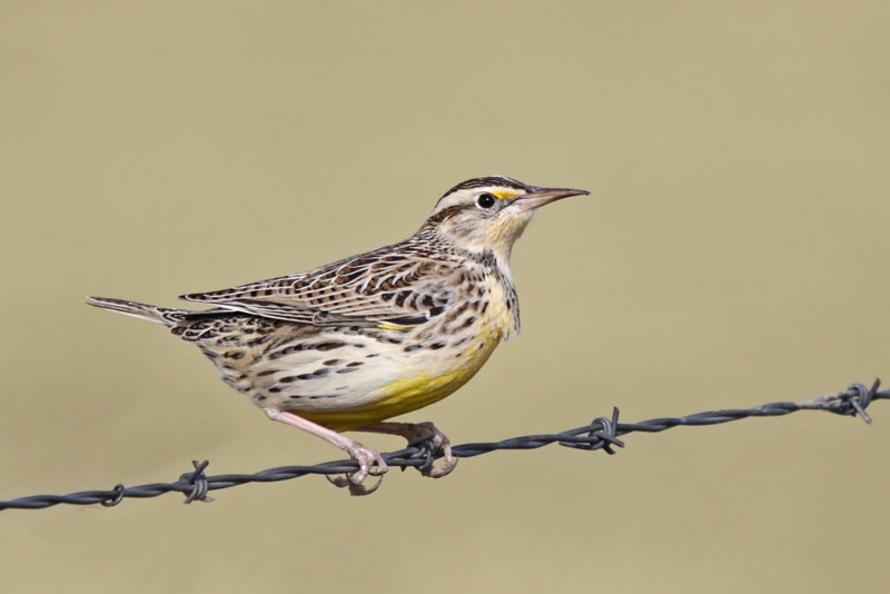 Western Meadowlark