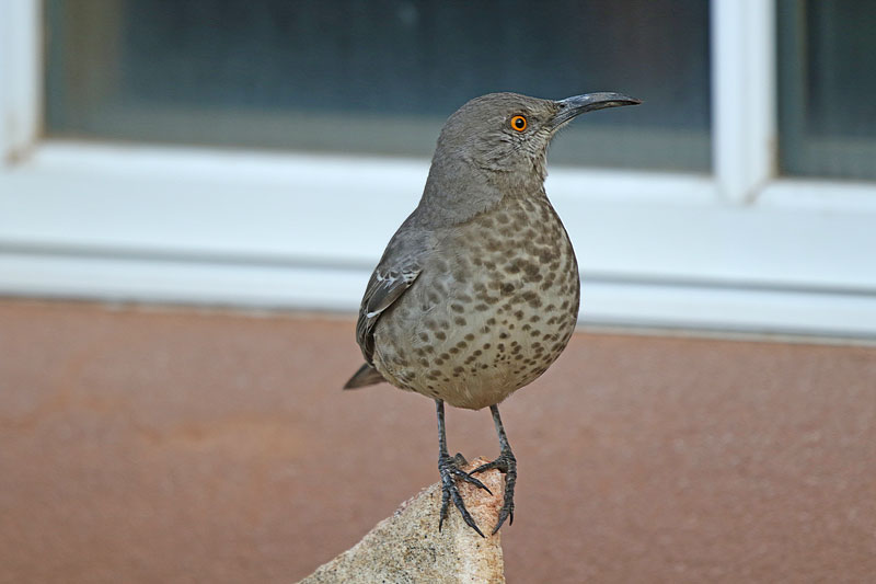 Curve-billed Thrasher