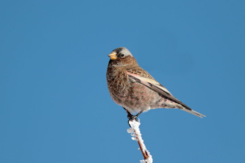 Gray-crowned Rosy-Finch