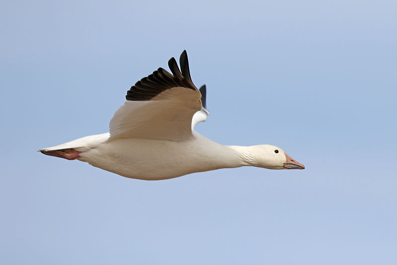 Snow Goose