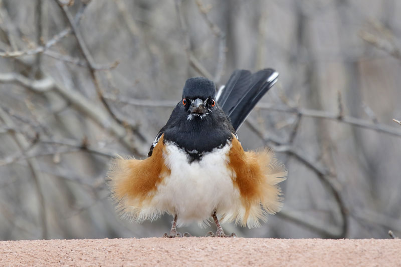 Spotted Towhee