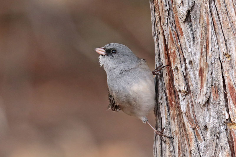 Dark-eyed Junco (Gray Headed)