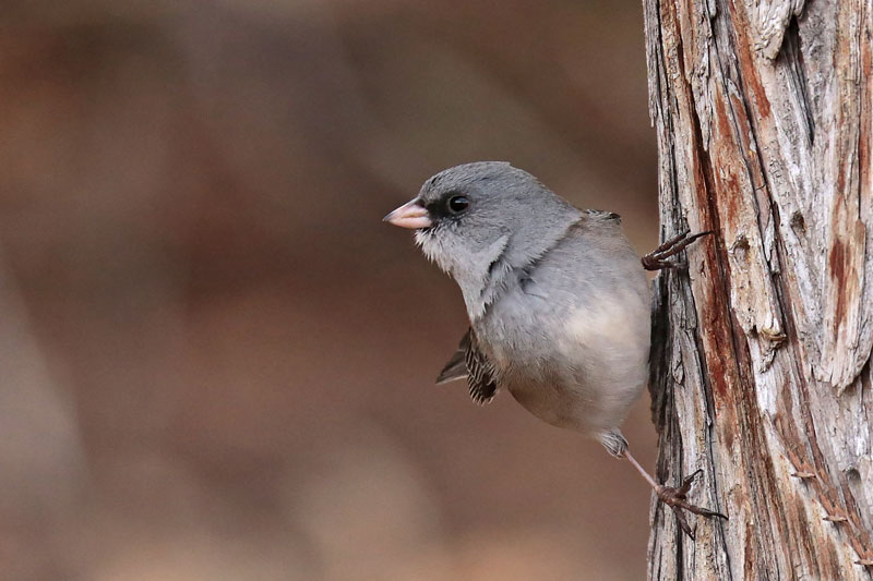 Dark-eyed Junco (Gray Headed)