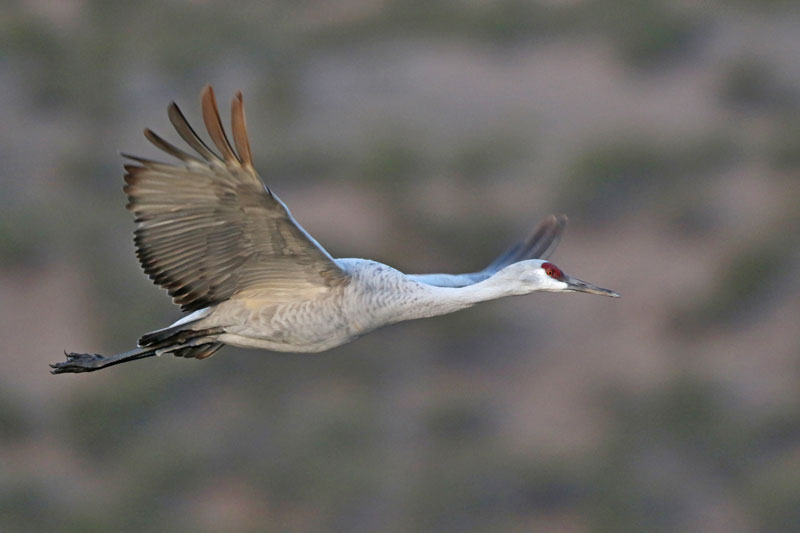 Sandhill Crane