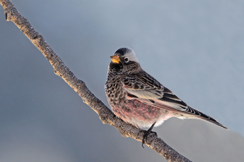 Black Rosy Finch
