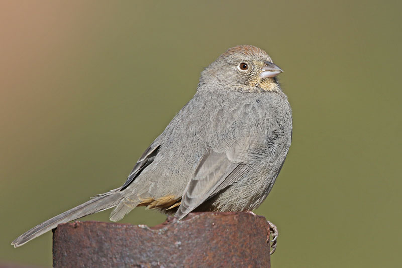 Canyon Towhee