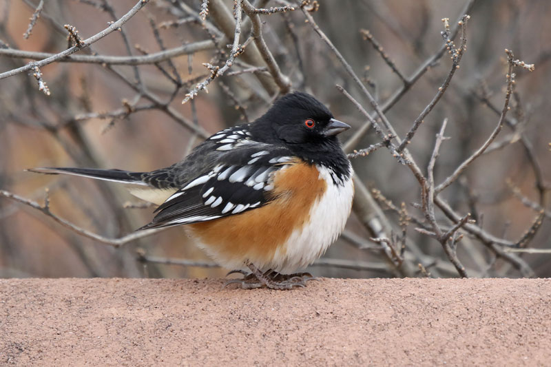 Spotted Towhee