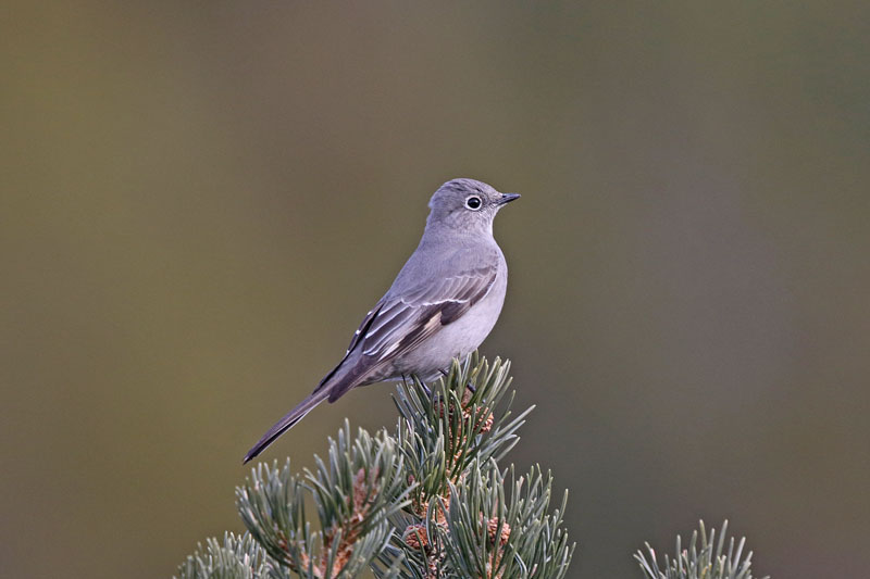 Townsend Solitaire