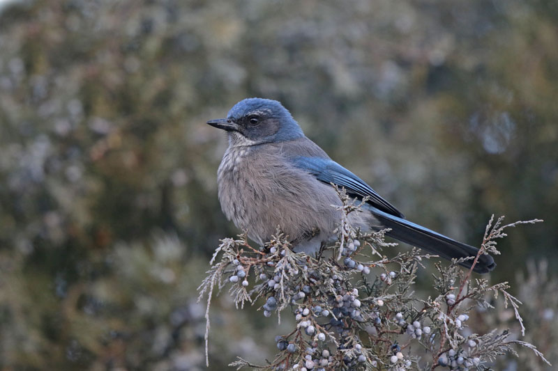 Woodhouses Scrub-Jay