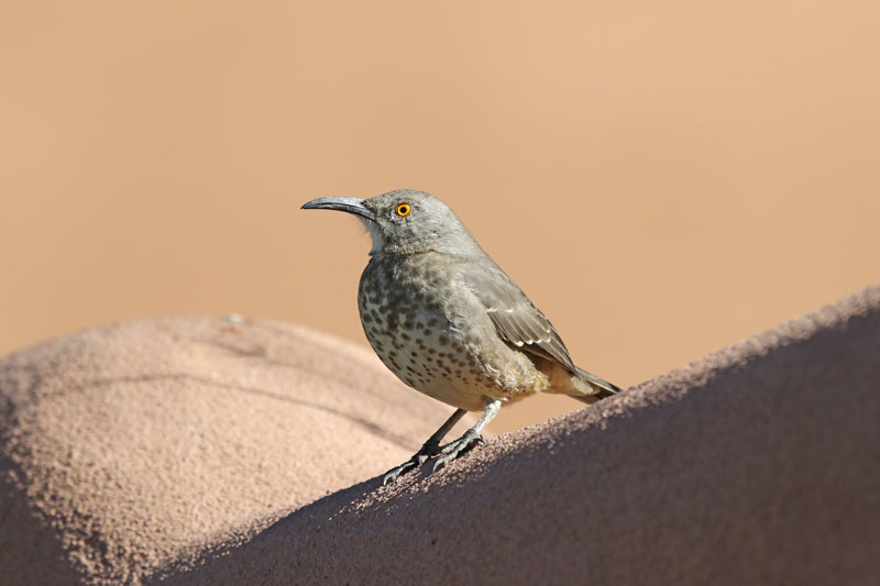 Curve-billed Thrasher