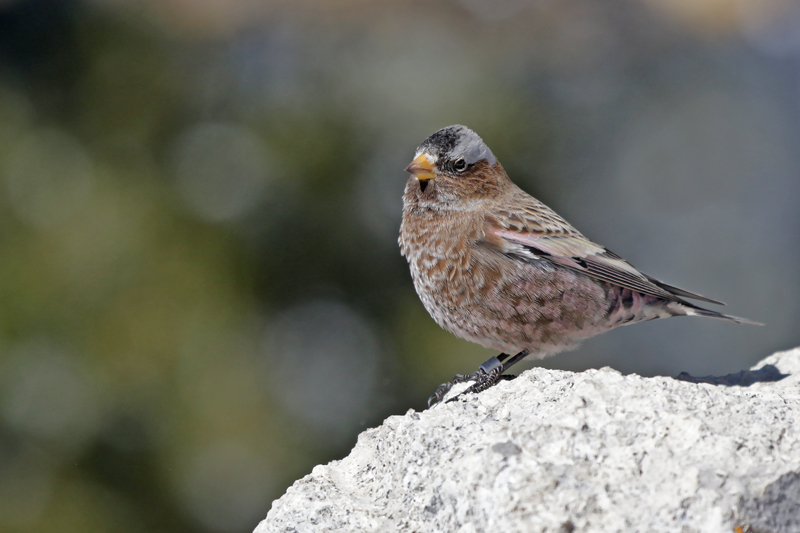 Gray-crowned Rosy-Finch