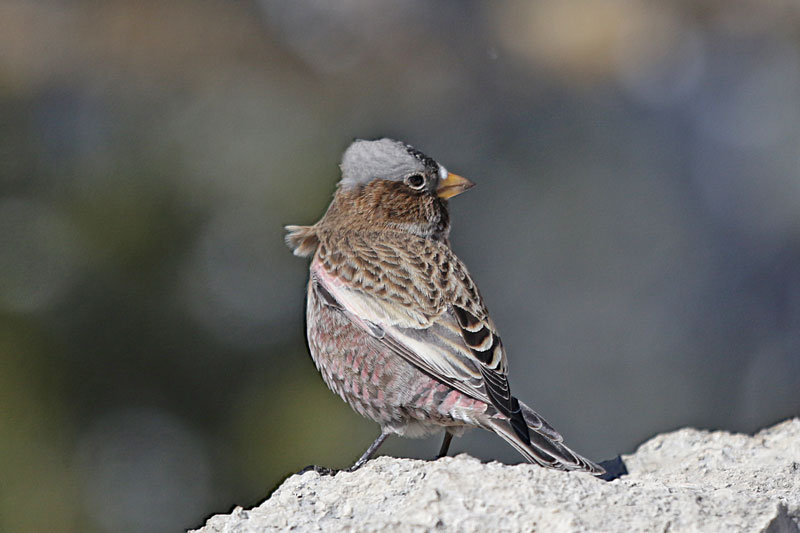 Gray-crowned Rosy-Finch