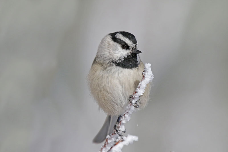 Mountain Chickadee