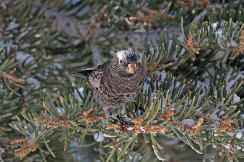 Black Rosy-Finch