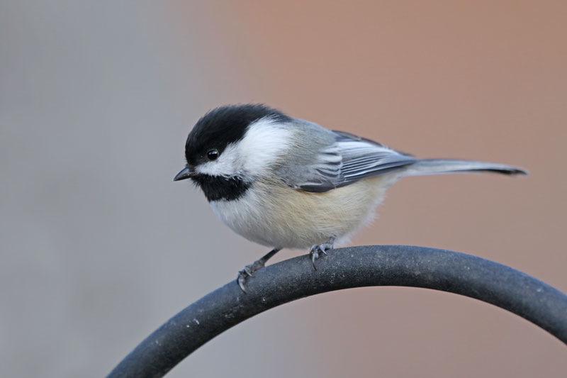 Black-capped Chickadee