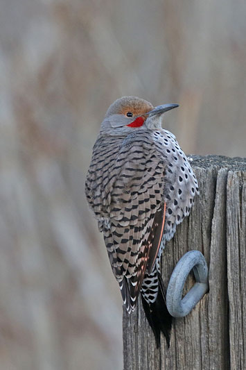 Northern Flicker