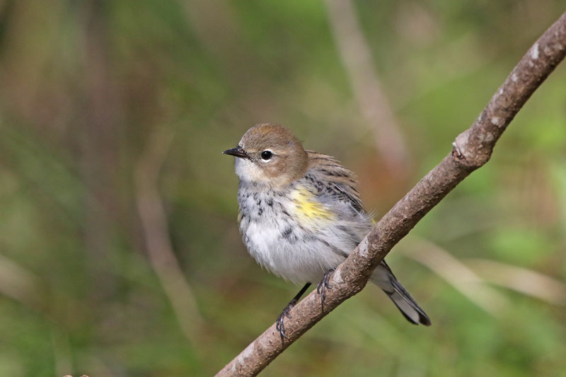 Yellow-rumped Warbler