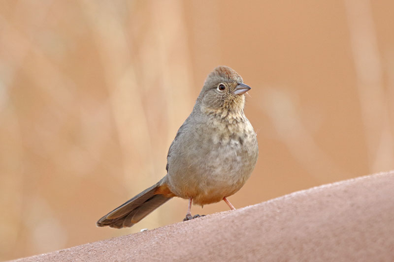 Canyon Towhee