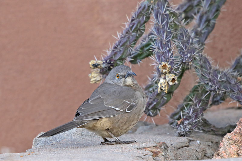 Curve-billed Thrasher