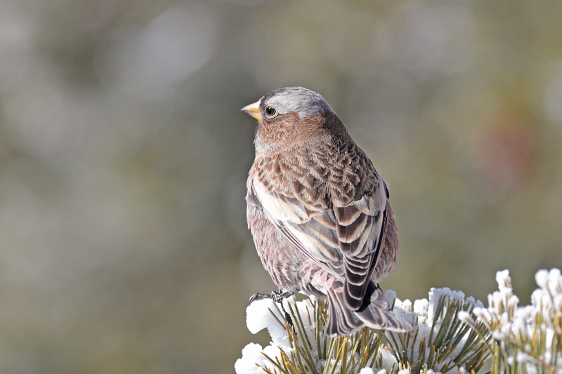 Gray-crowned Rosy-Finch