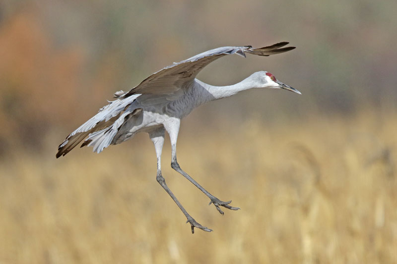 Sandhill Crane